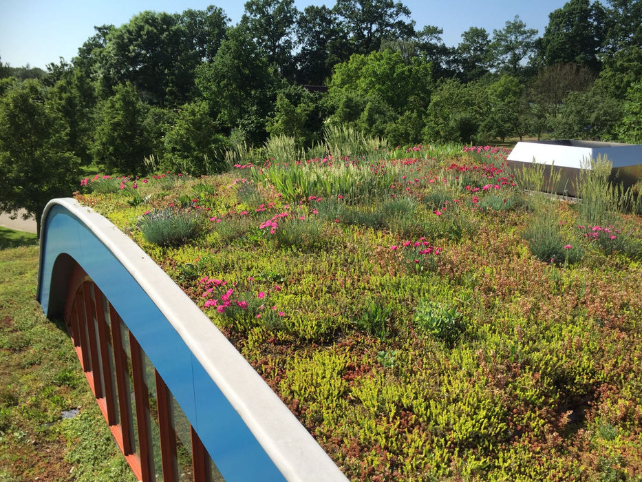 Biodiversiteitsdak sedum-kruiden