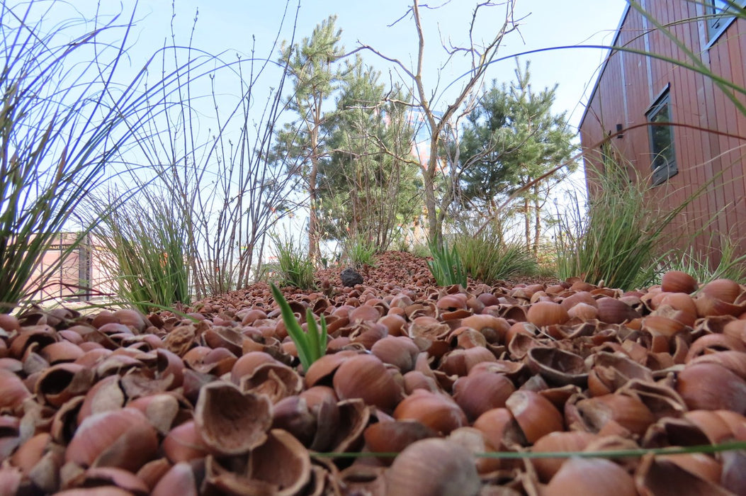 Hazelnootdoppen in border