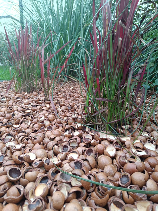 macadamia doppen met siergras