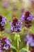 Prunella_vulgaris