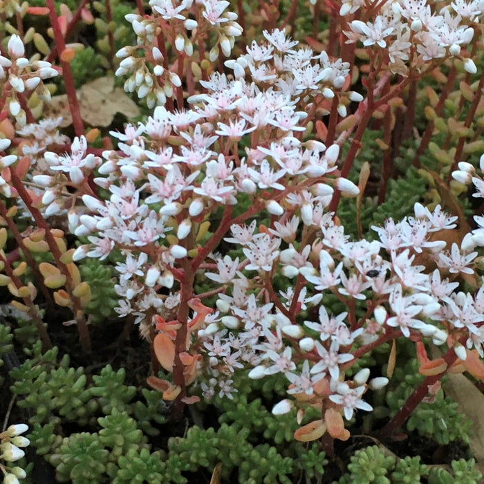 Sedum_Album