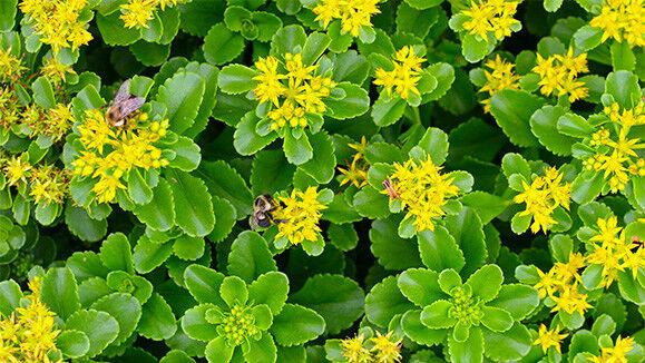 Sedum ellacombianum