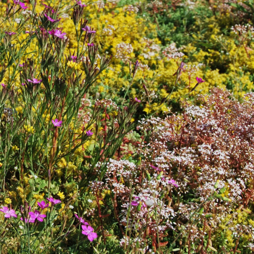 Sedum kruiden vegetatie