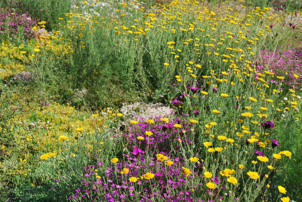 Biodiversmat sedum kruiden 