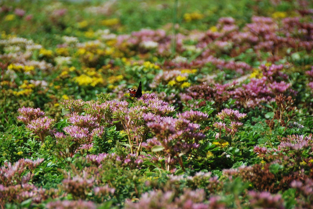 Sempergreen sedum beplanting 