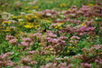 Sempergreen sedum beplanting 