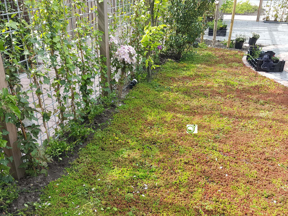 Tuin Rijswijk met sedummixmat 