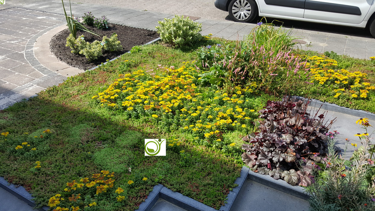 Sedummixmat in voortuin Ridderkerk 