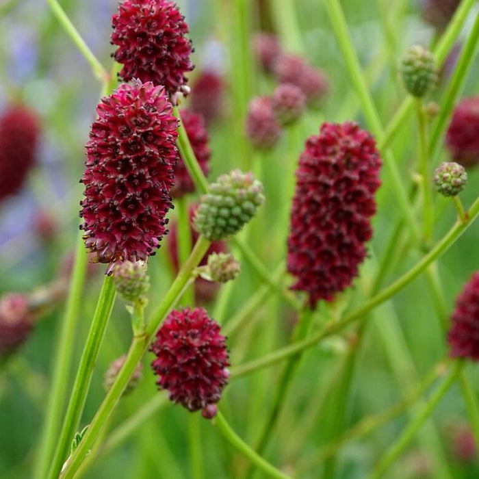 pimpernel-sanguisorba-minor