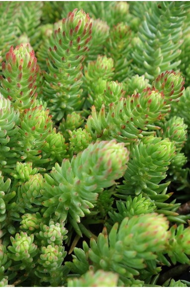 sedum-fosterianum-subspelegans