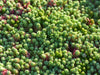 sedum-hispanicum